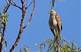 Whistling Kite